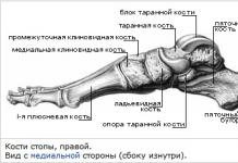 Анатомия стопыподологическая практика ирины егоровой образовательный подологический центр анатомия стопы Какие кости предплюсны образуют ее проксимальный ряд