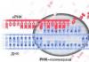 Local de formação de DNA e RNA