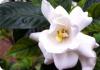 Gardenia jasmīna priekšrocības un kaitējums