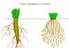 Äußerer und innerer Aufbau der Wurzel im Zusammenhang mit ihren Funktionen