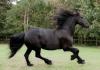 Chody koní a ich vlastnosti