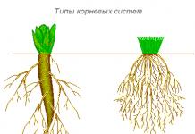 Structura externă și internă a rădăcinii în legătură cu funcțiile sale