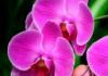 Orchideen zu Hause mit Mineral- und Volksheilmitteln füttern