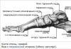 Anatomie des Fußes, podologische Praxis von Irina Egorova, pädagogisches podologisches Zentrum, Anatomie des Fußes. Welche Fußwurzelknochen bilden seine proximale Reihe?