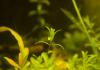 Tanaman akuarium yang indah Hemianthus micrantemoides Hemianthus berbunga kecil