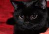 Ce a făcut pisica neagră în vis?