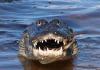Ako rozlíšiť kožu krokodíla, kajmana a aligátora od falošnej?